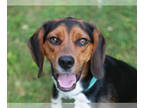 Beagle Mix DOG FOR ADOPTION RGADN-1374657 - Justin - MEET ME @ PETCO 11/16/24!