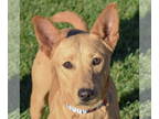 Basenji-Red Heeler Mix DOG FOR ADOPTION RGADN-1374658 - Rowan - Red Heeler /