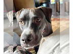 Labrador Retriever Mix DOG FOR ADOPTION RGADN-1374659 - Harnan - Labrador
