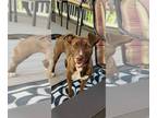 Collie Mix DOG FOR ADOPTION RGADN-1374661 - Callie (Collie) - Collie / Hound /