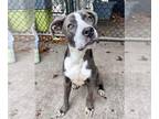 American Pit Bull Terrier DOG FOR ADOPTION RGADN-1374662 - Kascia - Pit Bull