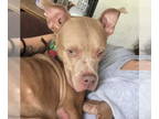 American Staffordshire Terrier Mix DOG FOR ADOPTION RGADN-1374663 - BLUE -