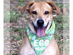 Labrador Retriever Mix DOG FOR ADOPTION RGADN-1374664 - ROSIE - Labrador
