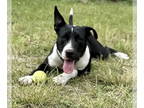 Australian Shepherd Mix DOG FOR ADOPTION RGADN-1374665 - MARTY - Australian