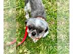 Shih Tzu DOG FOR ADOPTION RGADN-1374666 - Lila - Shih Tzu (medium coat) Dog For