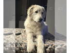 Great Pyrenees DOG FOR ADOPTION RGADN-1374671 - Bodhi - Great Pyrenees (long