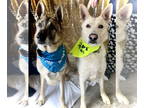German Shepherd Dog DOG FOR ADOPTION RGADN-1374676 - Hastings and Ezreal -