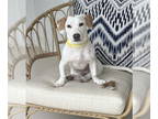 Dachshund Mix DOG FOR ADOPTION RGADN-1374681 - JOLINE - Dachshund / Mixed