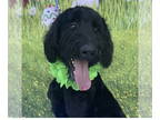 Goldendoodle DOG FOR ADOPTION RGADN-1374684 - ZAYDEN - Poodle (Standard) /
