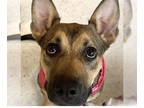 German Shepherd Dog Mix DOG FOR ADOPTION RGADN-1374685 - NEVAEH - German
