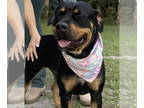 Rottweiler Mix DOG FOR ADOPTION RGADN-1374686 - CHARLOTTE - Rottweiler / Mixed