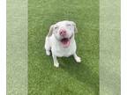 Australian Shepherd DOG FOR ADOPTION RGADN-1374691 - Cotton - Australian