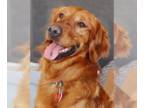 Golden Retriever DOG FOR ADOPTION RGADN-1374693 - Bailey - Golden Retriever