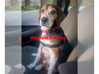 Beagle DOG FOR ADOPTION RGADN-1374694 - Cosmo - Beagle Dog For Adoption