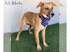 Boxador DOG FOR ADOPTION RGADN-1374702 - Marla - Labrador Retriever / Boxer /