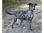 Catahoula Leopard Dog Mix DOG FOR ADOPTION RGADN-1374703 - 240576 Arrow -