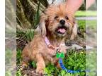 Norfolk Terrier DOG FOR ADOPTION RGADN-1374705 - Takeo - Norfolk Terrier (medium