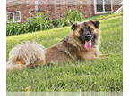 Australian Shepherd-Pug Mix DOG FOR ADOPTION RGADN-1374707 - Sylvia - Australian