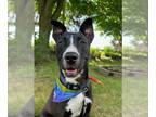Bull Terrier Mix DOG FOR ADOPTION RGADN-1374713 - Diego - Bull Terrier / Mixed