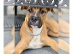 Boxer Mix DOG FOR ADOPTION RGADN-1374715 - Lenard - Boxer / Mixed (short coat)
