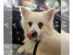 American Eskimo Dog DOG FOR ADOPTION RGADN-1374718 - Annabelle of KY - American