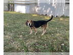 Beagle DOG FOR ADOPTION RGADN-1374723 - Adam - Beagle Dog For Adoption