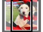 Borador DOG FOR ADOPTION RGADN-1374728 - Count Oakland - Labrador Retriever /