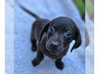 Dachshund Mix DOG FOR ADOPTION RGADN-1374730 - Zola - Dachshund / Mixed (short
