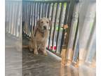 Labradoodle DOG FOR ADOPTION RGADN-1374736 - Max - Labrador Retriever / Poodle