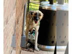 Border Collie Mix DOG FOR ADOPTION RGADN-1374751 - Falafel - Border Collie /