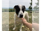 Great Pyrenees Mix DOG FOR ADOPTION RGADN-1374763 - Logan - Great Pyrenees /