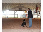American Staffordshire Terrier Mix DOG FOR ADOPTION RGADN-1374770 - Mike -