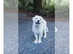 Great Pyrenees DOG FOR ADOPTION RGADN-1374771 - Rhodie - Great Pyrenees (long