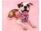 Bullboxer Pit DOG FOR ADOPTION RGADN-1374773 - Stormy - Pit Bull Terrier / Boxer