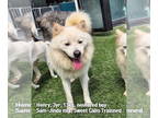 Samoyed-pomeranian spitz Mix DOG FOR ADOPTION RGADN-1374775 - HENRY - Samoyed /