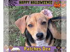 Dachshund Mix DOG FOR ADOPTION RGADN-1374779 - Patches Dex - Dachshund / Mixed