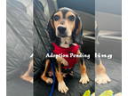 Beagle DOG FOR ADOPTION RGADN-1374787 - Birdie II - Beagle Dog For Adoption