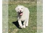 Great Pyrenees DOG FOR ADOPTION RGADN-1374793 - Deena - Great Pyrenees (medium