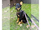 Catahoula Leopard Dog-Rat Terrier Mix DOG FOR ADOPTION RGADN-1374795 -