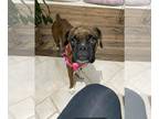Boxer DOG FOR ADOPTION RGADN-1374801 - Chilly - Boxer Dog For Adoption