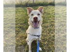 Spaniel Mix DOG FOR ADOPTION RGADN-1374810 - Desi - Spaniel / Mixed (medium