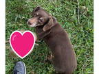 Dachshund DOG FOR ADOPTION RGADN-1374817 - Babybelle *BONDED* *FH - Dachshund