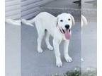 Akbash-Great Pyrenees Mix DOG FOR ADOPTION RGADN-1374830 - Drago - Akbash /