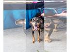 Doberman Pinscher Mix DOG FOR ADOPTION RGADN-1374846 - Nevaeh - Doberman