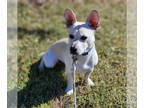 Pembroke Welsh Corgi Mix DOG FOR ADOPTION RGADN-1374862 - Scoobie - Corgi /