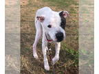 American Pit Bull Terrier Mix DOG FOR ADOPTION RGADN-1374866 - Bullet - American