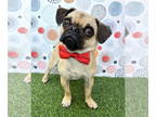 Pug Mix DOG FOR ADOPTION RGADN-1374870 - Buster - Pug / Mixed Dog For Adoption