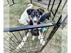 Huskies Mix DOG FOR ADOPTION RGADN-1374883 - JASON - Husky / Mixed Dog For