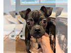 Chug DOG FOR ADOPTION RGADN-1374889 - Aggie - Cutest Little Gremlin NEW VIDEOS!
