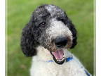 Goldendoodle DOG FOR ADOPTION RGADN-1374893 - Pasley Sep 24 - Poodle (Standard)
